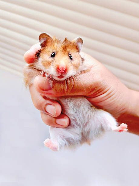 istock A Cute Syrian Hamster Being Held by a Hand 2231098317