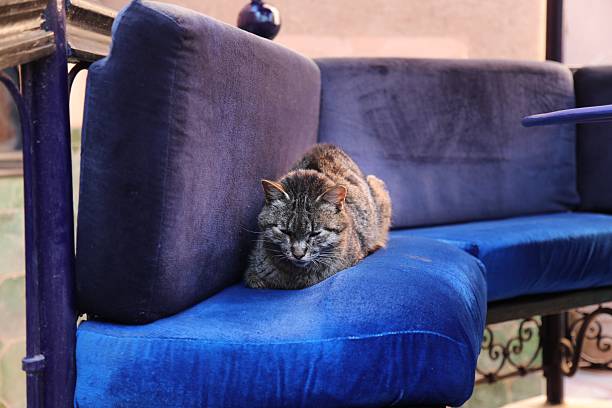 sleeping cat