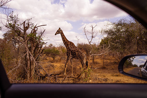 Giraffe in South Africa Kruger national park