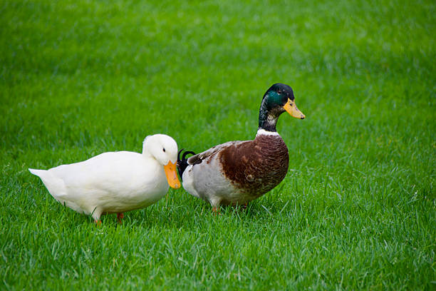 Group of three ducks walking on lush green grass, showcasing colorful plumage and natural behavior, symbolizing farming, biodiversity, and rural outdoor lifestyle.