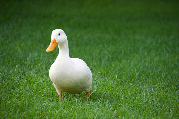 White domestic duck walking on green grass, closeup shot symbolizing farming, rural lifestyle, sustainability, and the connection between animals and natural environments.