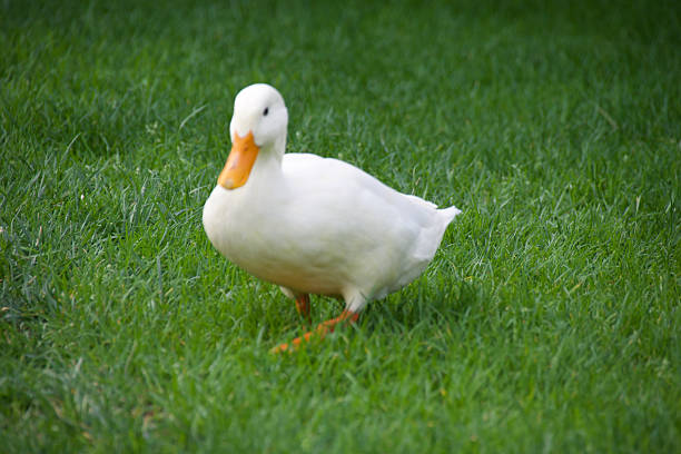 White domestic duck walking on green grass, closeup shot symbolizing farming, rural lifestyle, sustainability, and the connection between animals and natural environments.