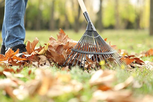 istock Man gathering fallen leaves with fan rake outdoors, closeup 2231106995