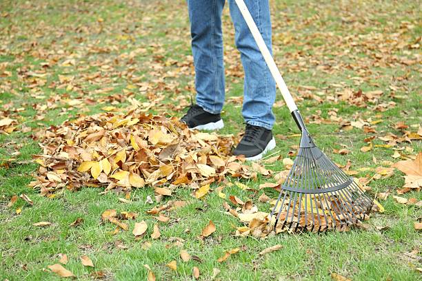 istock Man gathering fallen leaves with fan rake outdoors, closeup 2231107007