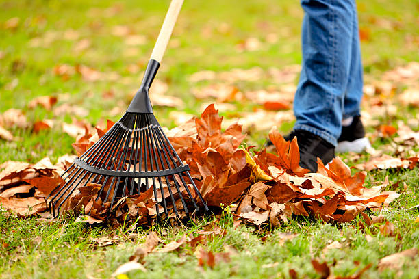 istock Man gathering fallen leaves with fan rake outdoors, closeup 2231107078