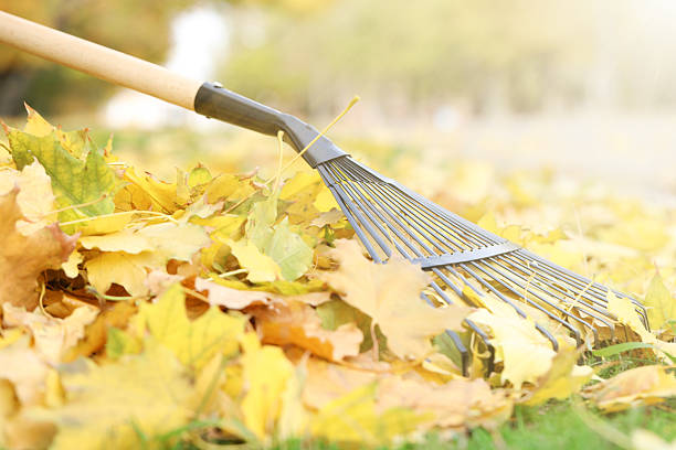 istock Gathering fallen leaves with fan rake outdoors, closeup 2231107106