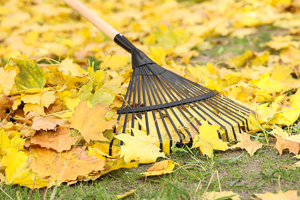 istock Gathering fallen leaves with fan rake outdoors, closeup 2231107160