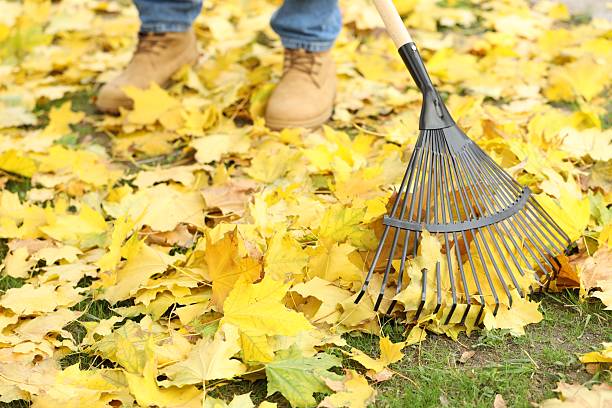 istock Man gathering fallen leaves with fan rake outdoors, closeup 2231107360