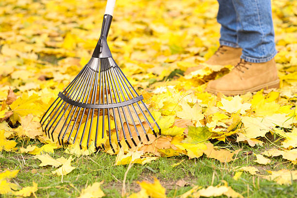 istock Man gathering fallen leaves with fan rake outdoors, closeup 2231107388