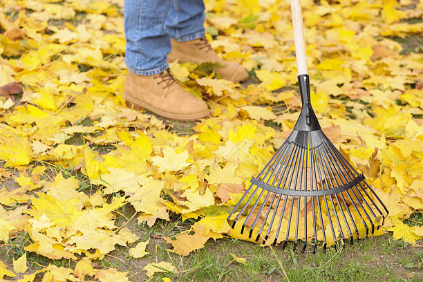 istock Man gathering fallen leaves with fan rake outdoors, closeup 2231107427