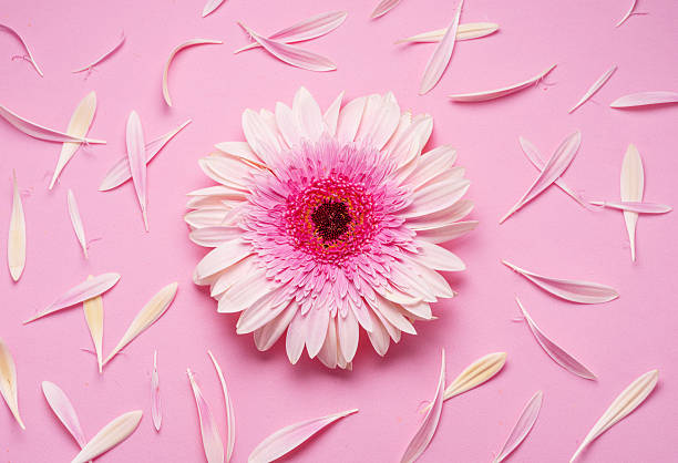 istock Delicate pink gerbera flower surrounded by flower petals on a pink background. 2231115488