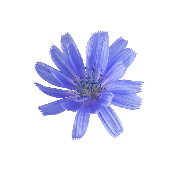 istock medicinal chicory flower on a green stem with buds, cornflower, isolated 2231116918