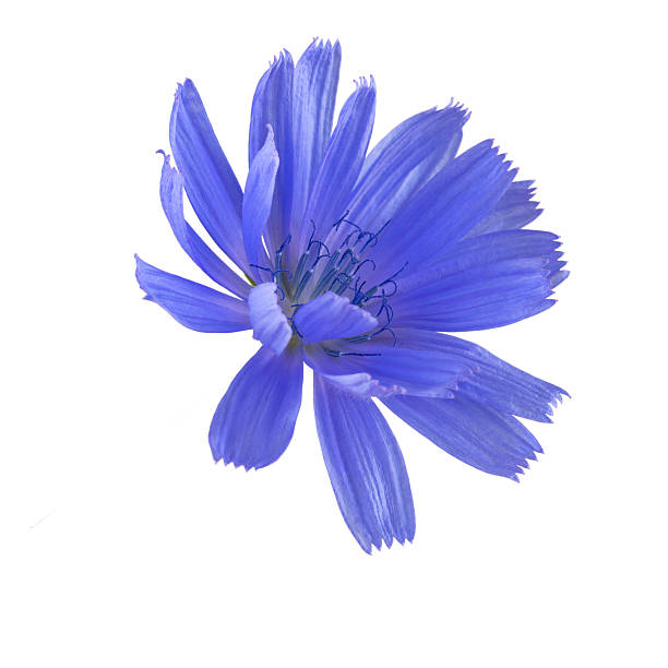 istock medicinal chicory flower on a green stem with buds, cornflower, isolated 2231116923