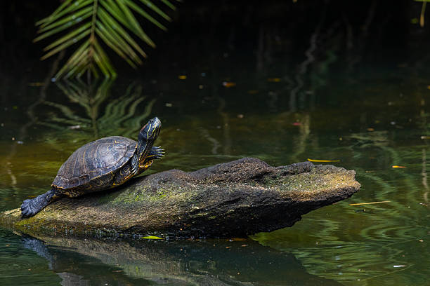 istock Turtle on a log in a florida swamp 2231118437