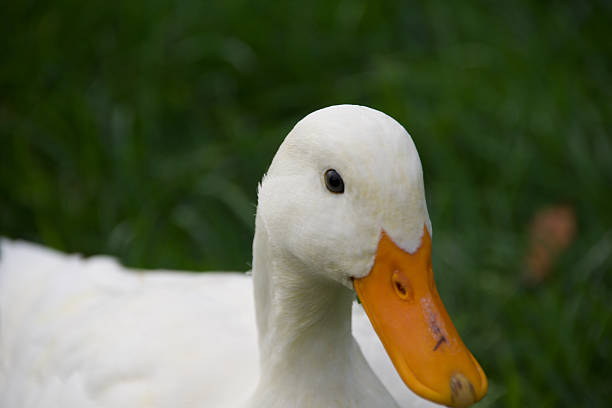 istock White domestic duck walking on green grass 2231122372