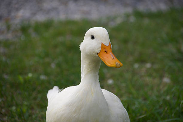 istock White domestic duck walking on green grass 2231122373