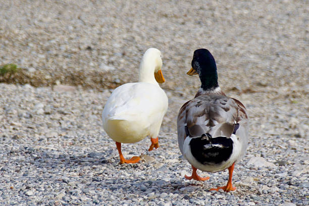 istock Two domestic ducks, one white and one mallard, 2231122779