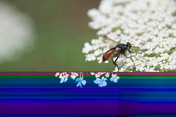 Red-tailed tachinid fly perched on delicate white wildflowers in summer meadow, showing detail of wings, pollination, and natural biodiversity with soft green bokeh background.