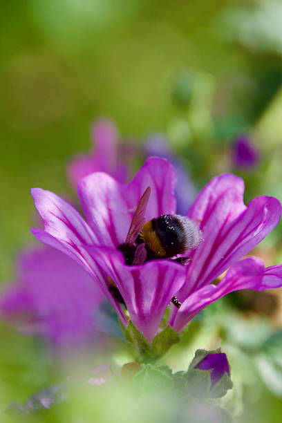 istock Bumblebee collecting pollen inside a vibrant purple mallow flower 2231123537