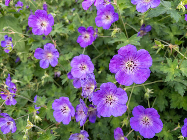 istock Purple geranium flowers blooming in garden 2231127370