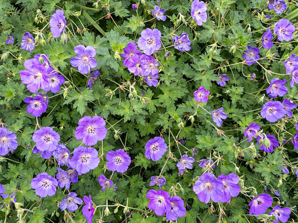 Purple geranium flowers are blooming in a garden, creating a vibrant and colorful display