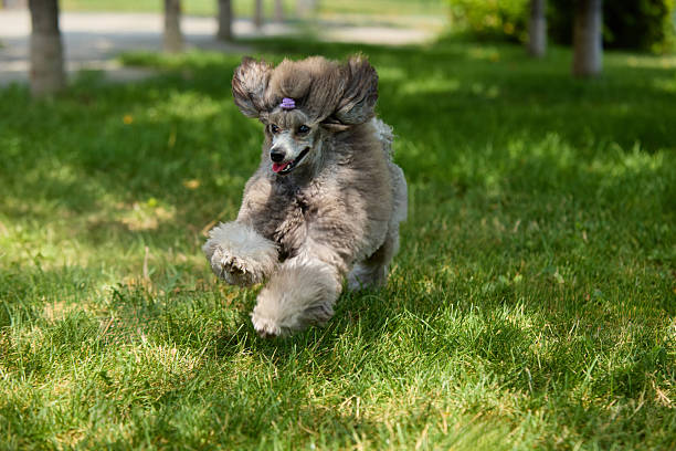 istock Poodle running with joyful expression on sunny lawn 2231130865
