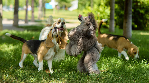 istock Group of dogs interacting playfully on green grass 2231130876