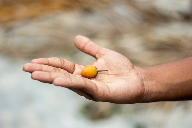 Close-up of a hand gently holding a single, small, yellow fruit. The image emphasizes natural produce and the simple beauty of organic food.
