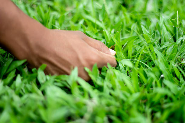 A person's hand delicately brushing through vibrant green grass, highlighting the beauty and texture of nature's foliage.