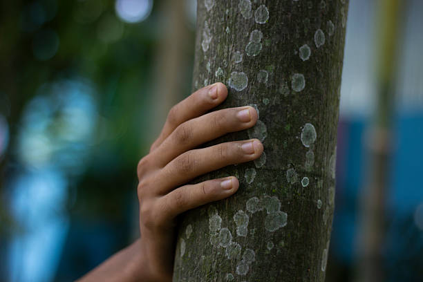 istock Closeup of a hand gripping a tree trunk with dappled light 2231131667
