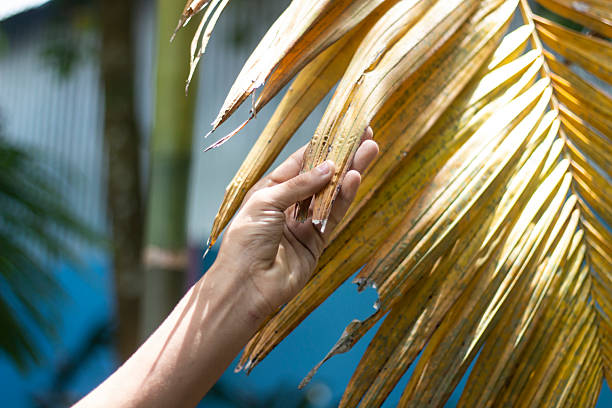 istock A hand gently touching dry, yellowed palm leaves in sunlight 2231131697