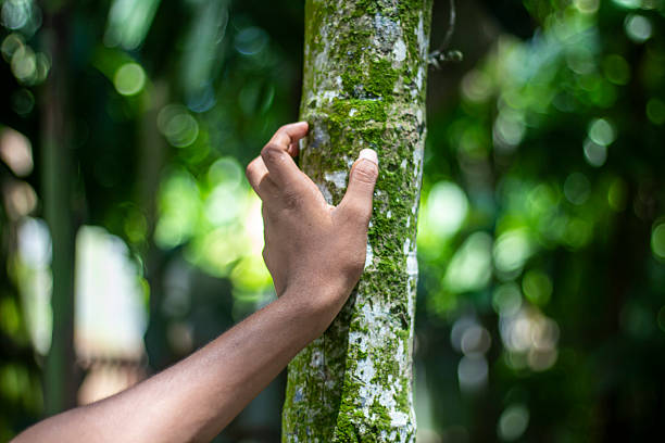 istock A hand explores the textured bark of a tree covered in vibrant green moss 2231132447