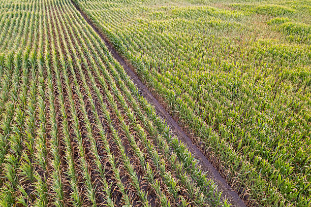 istock Flying over a beautiful cornfield ready for harvest rural landscape concept 2231135746
