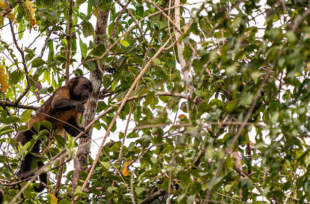 Wild Large-headed brown capuchin monkey in the beautiful untamed vast Amazon River and the Amazon Rainforest in the Tamshiyacu Tahuayo Regional Conservation Area near Iquitos, Peru in South America.