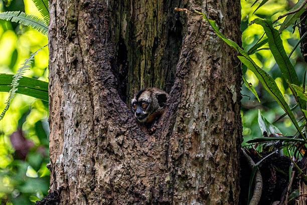 Adorable night owl monkey in he beautiful untamed vast Amazon River and the Amazon Rainforest in the Tamshiyacu Tahuayo Regional Conservation Area near Iquitos, Peru in South America.