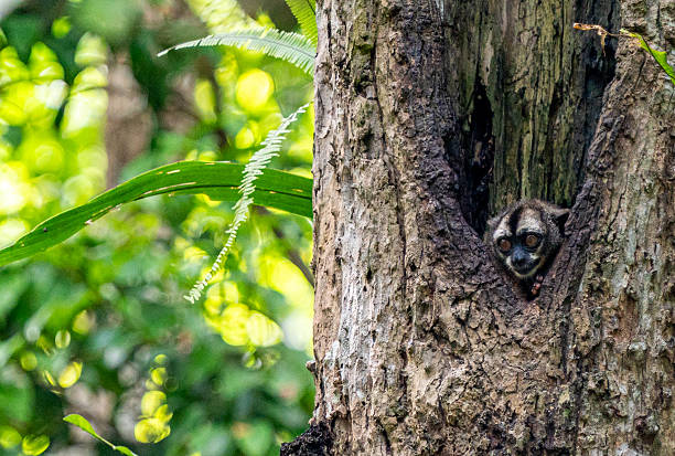 Adorable night owl monkey in he beautiful untamed vast Amazon River and the Amazon Rainforest in the Tamshiyacu Tahuayo Regional Conservation Area near Iquitos, Peru in South America.