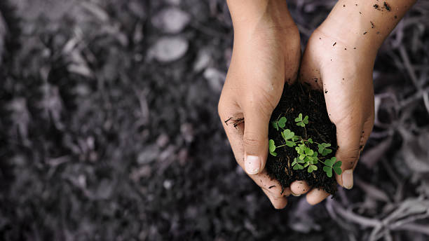 istock Hands holding soil with young green seedlings for environmental growth concept 2231136119