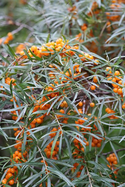 istock Sea buckthorn bush 2231136171