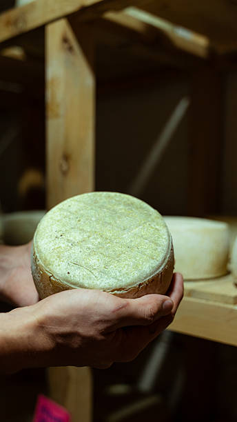 istock Cheesemaker holding a freshly made cheese wheel in the cellar 2231142203