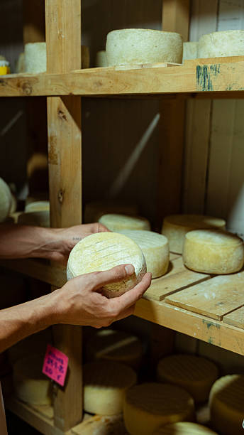 istock Cheesemaker checking quality of cheese wheel in cellar 2231142363