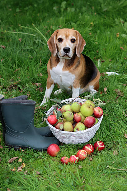 istock Beagle puppy with basket of apples 2231142435
