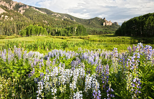 istock Colorado Mountains and Wild Flowers 2231146778