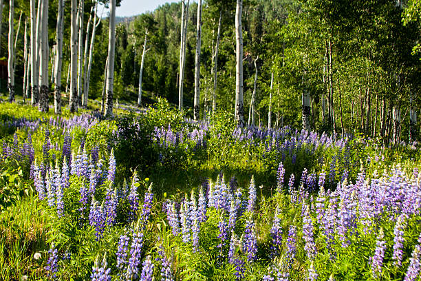 istock Colorado Mountains and Wild Flowers 2231147355