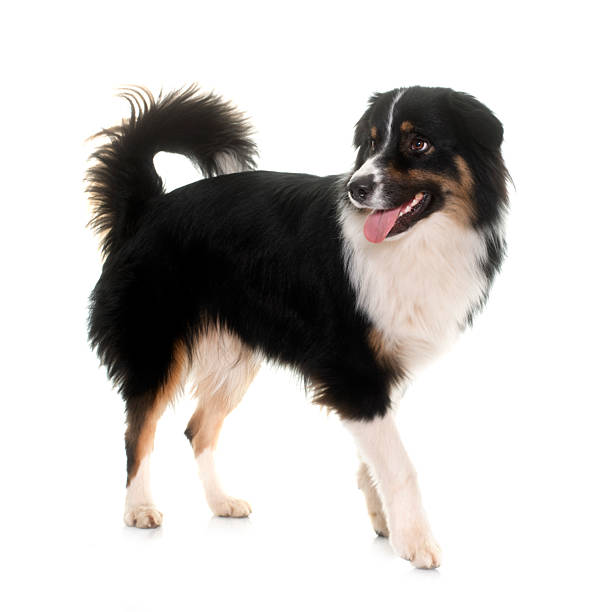 istock tricolor australian shepherd 2231147916