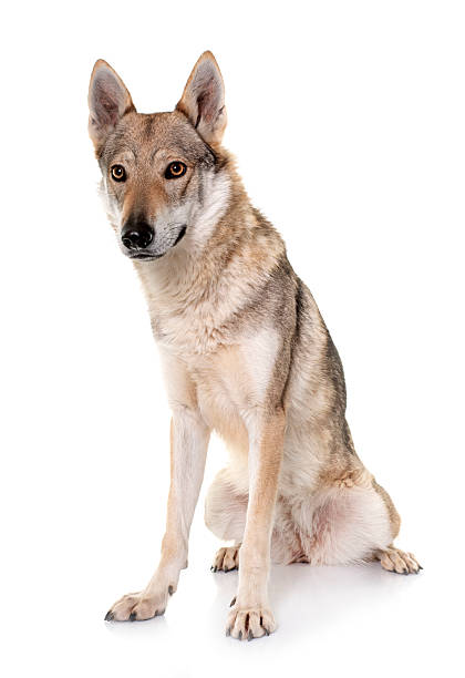 istock czechoslovakian wolf dog 2231147935