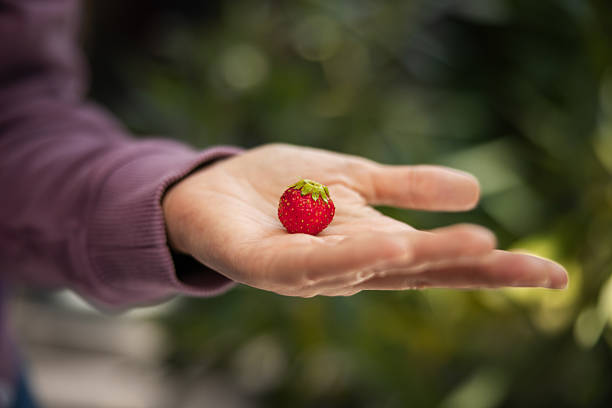Fresh and organic strawberry from organic farmer's market.