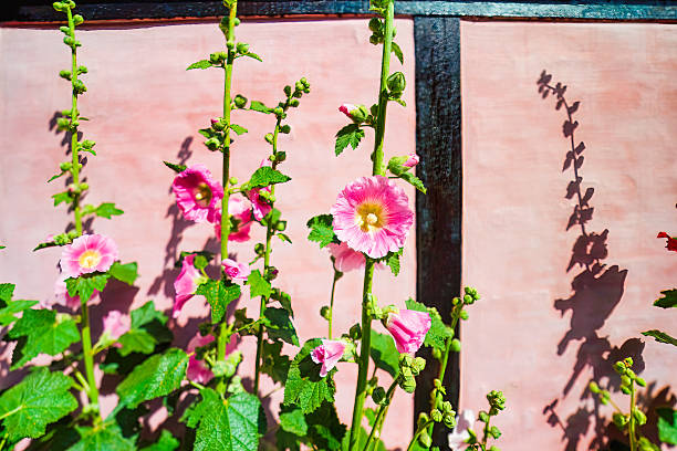Pink hollyhocks blooming along rustic wall in Bornholm, Denmark. Traditional Scandinavian summer vibe with vibrant flowers and soft shadows, symbol of Nordic coastal villages ,floral travel concept.