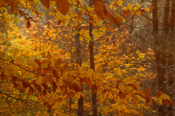 Close up of the autumn foliage
