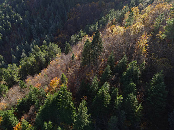 istock Autumn colors on native forest 7 2231149586