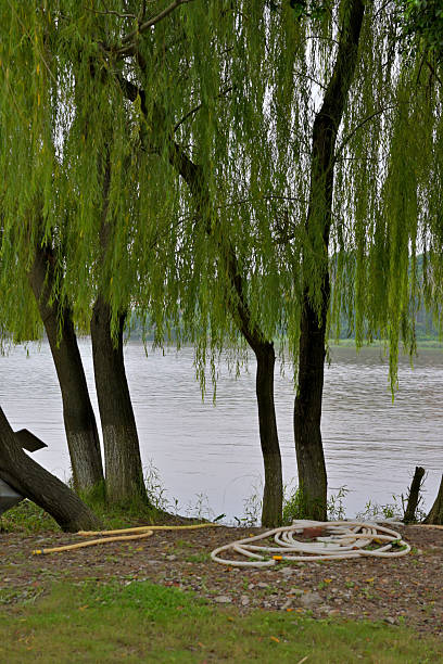 Willow trees (Salix spp.) with long, hanging branches grow beside a calm river. The ground is covered with green grass and some exposed soil, scattered with a rolled-up white hose and a wooden stick. Overcast sky reflected in the water suggests a tranquil, possibly rural setting.